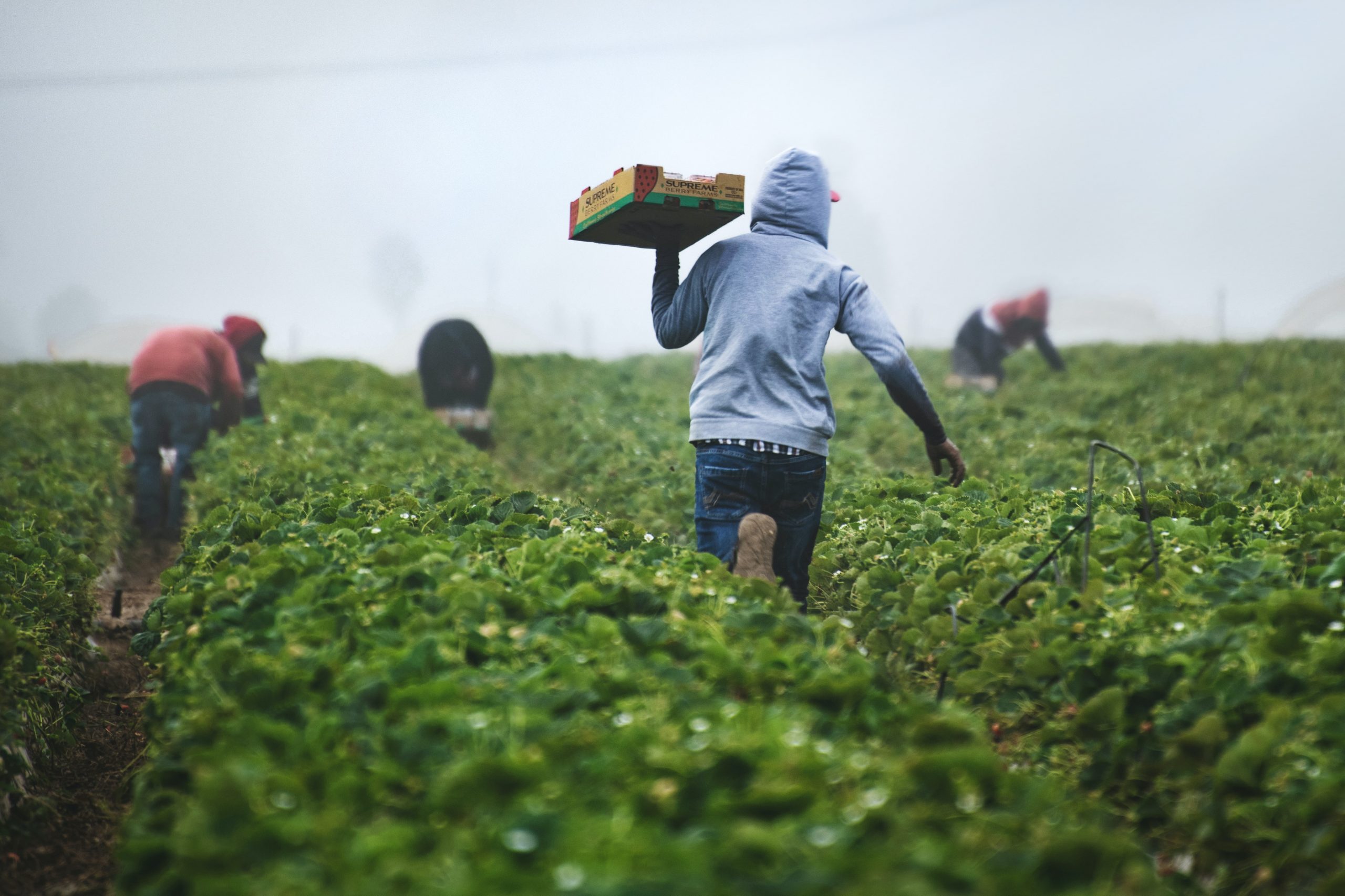 Farmers in Ghana