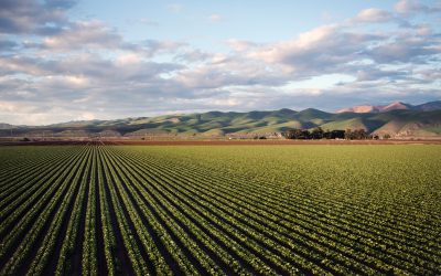 Cameroon to establish Agricultural Sector Development Fund